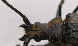 天牛房产最新爆料,揭秘楼市新动向，未来房价走势预测