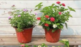 成都超市爆料视频大全最新,揭秘日常购物背后的惊人真相